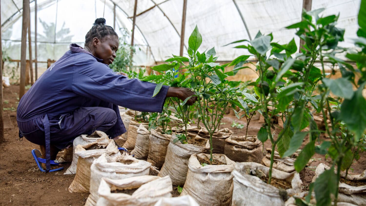 Anna Aquila Gift, 37 years old, a staff member at the SwSS farm in Riimenze greenhouse