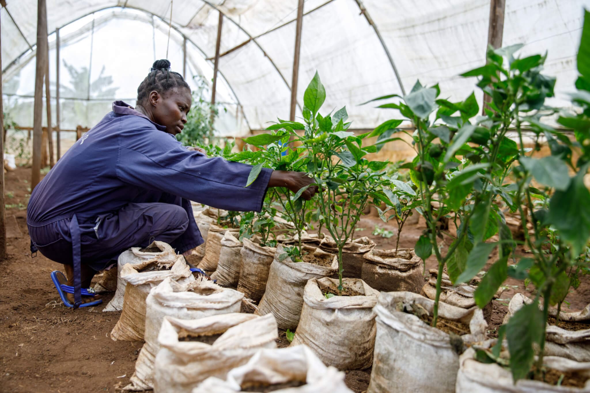 Solidarity with South Sudan in Riimenze-16 Anna Aquila Gift, 37 years old, a staff member at the SwSS farm in Riimenze greenhouse